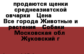 продаются щенки среднеазиатской овчарки › Цена ­ 30 000 - Все города Животные и растения » Собаки   . Московская обл.,Жуковский г.